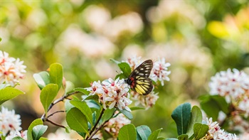 A butterfly resting on the <em>Rhaphiolepis indica</em>.